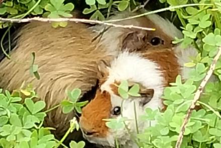 Recupero animali – appello alla responsabilità